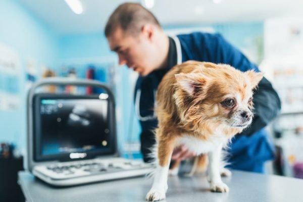 Cachorro no veterinário