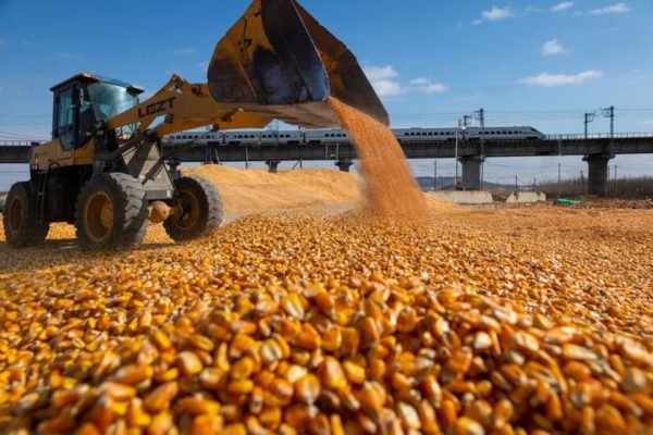 Exportações globais de milho na safra de 2022/2023: Brasil e EUA