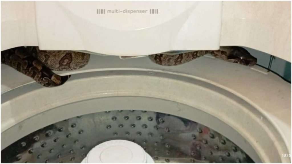 Jiboia de 1,5 metro é encontrada dentro de máquina de lavar em MG