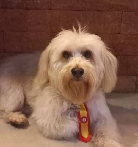 cachorro