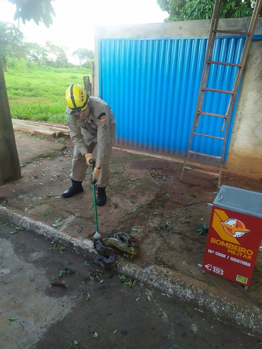 Bombeiro durante resgate de sucuri verde em Goiatuba (GO) - Metrópoles