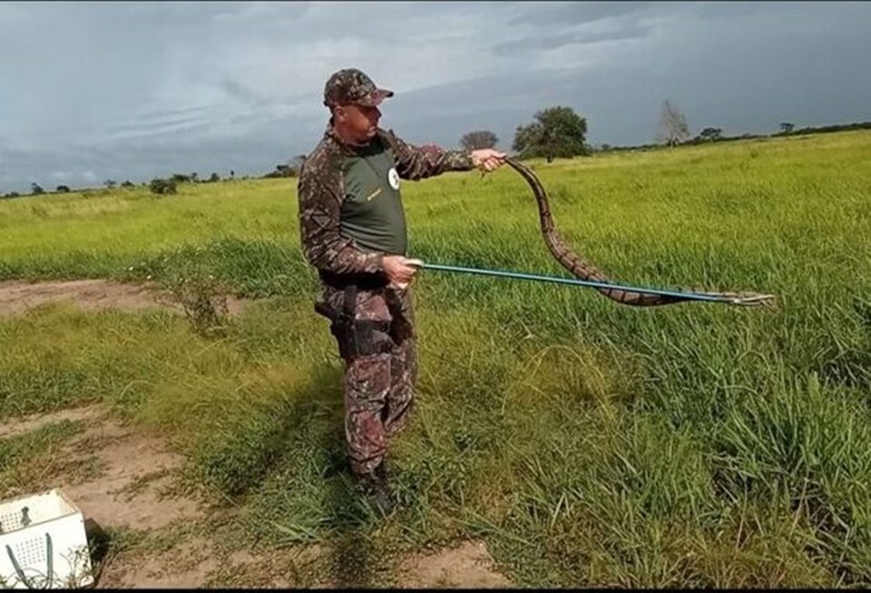 Policial militar ambiental segura jibóia no Mato Grosso do Sul - Metrópoles
