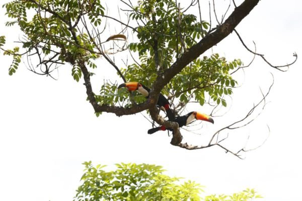 Foto colorida mostra tucanos em árvore - Metrópoles