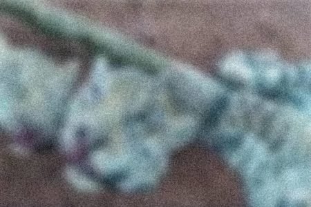 Foto colorida de onças torturadas por caçadores - Metrópoles