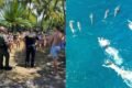 Montagem: grupo de pessoas detido no Havaí (a esquerda) e a perseguição contra golfinhos (a direita) - Metrópoles