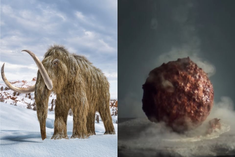 Empresa cria almôndega feita com carne de mamute