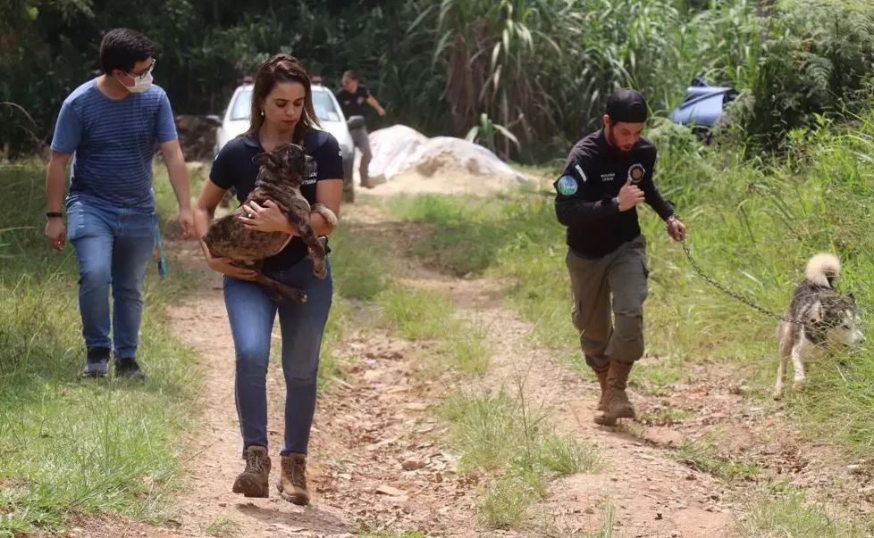 Imagem colorida de pessoas resgatando cachorros