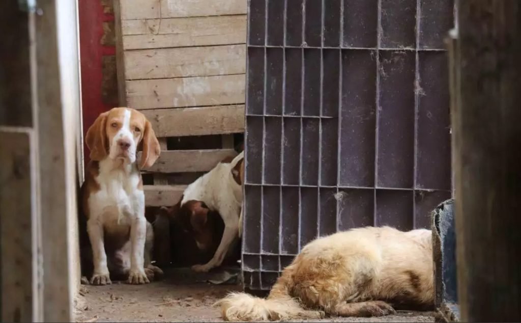 Imagem colorida de cachorros vítimas de maus-tratos