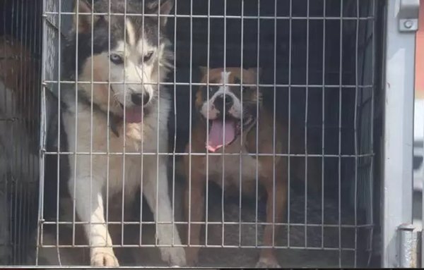 Imagem colorida de cachorros presos
