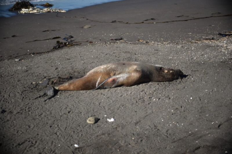 Leões marinhos mortos em praia do Chile - Metrópoles