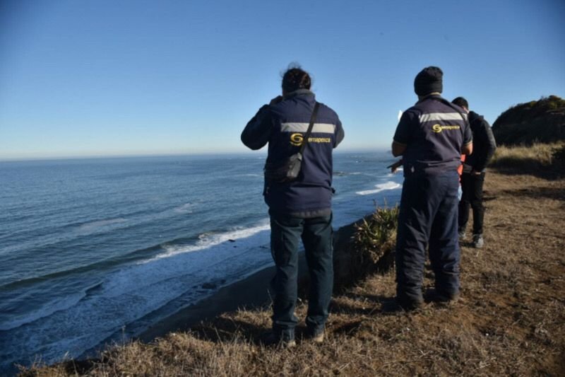 gripe aviaria morte leoes marinhos chile - Metrópoles