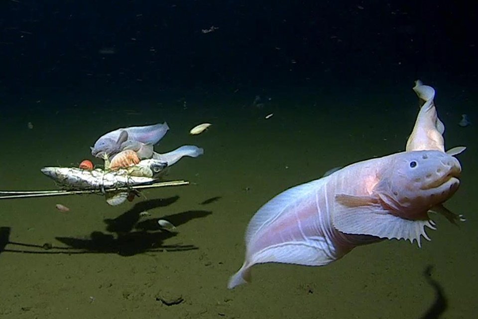 Imagem colorida mostra Peixe mais profundo já capturado no mundo - Metrópoles