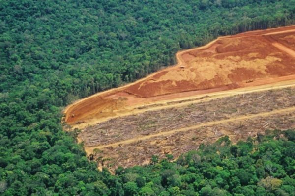 desmatamento amazonia madeira ilegal