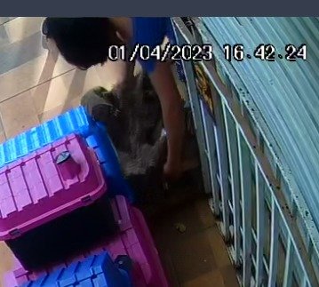 Imagem de filhotes de cachorro