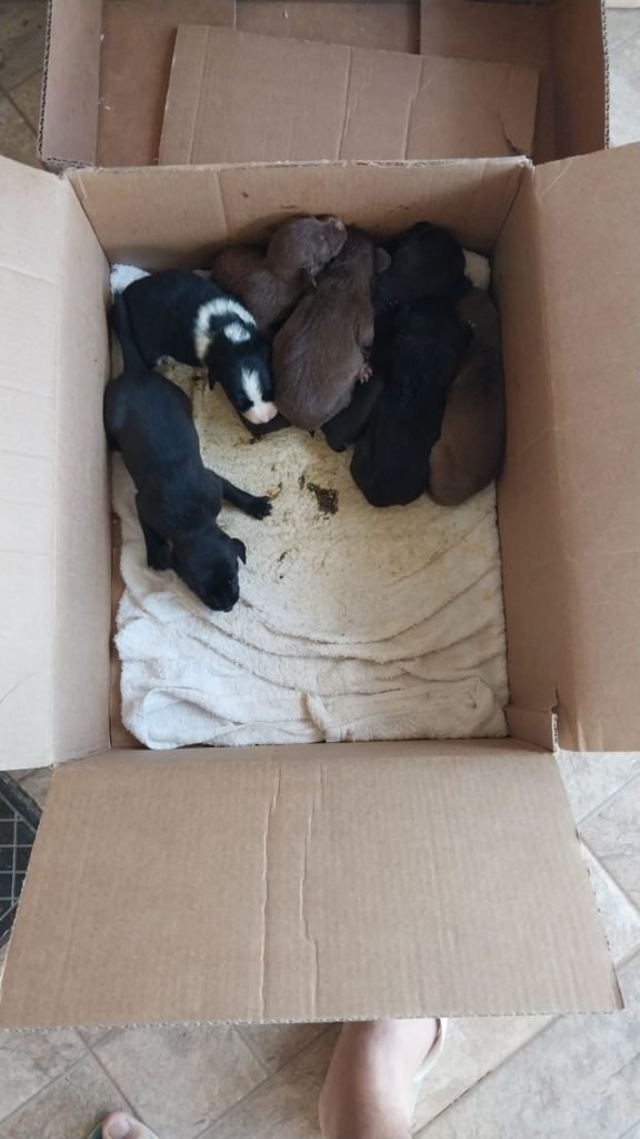Imagem de filhotes de cachorro