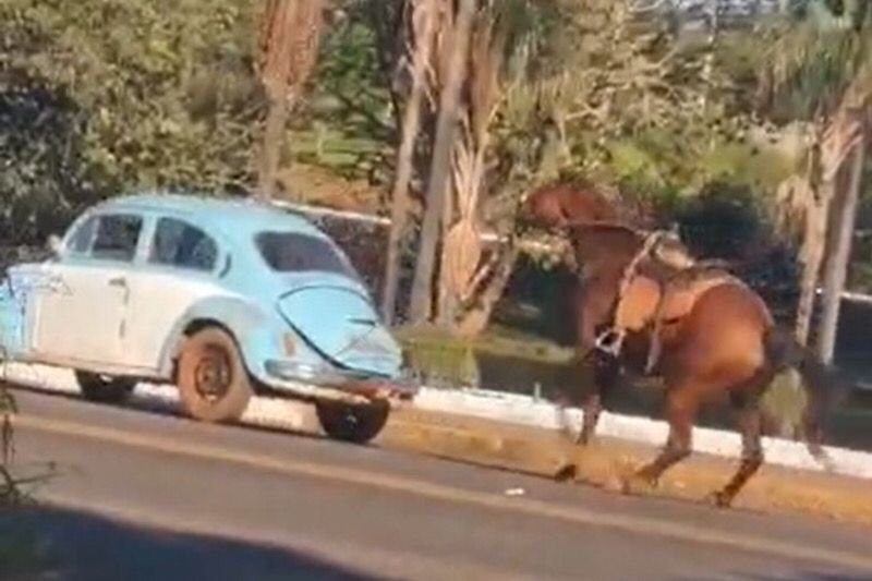 Jovem montado a cavalo tenta matar homem em BH e é preso