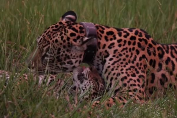 onça pintada pantanal mato grosso do sul - Metrópoles