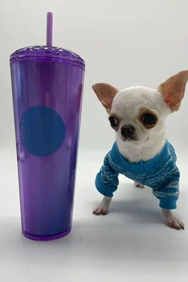 Conheça Pearl, chihuahua de 9 centímetros eleita menor cão do mundo ...
