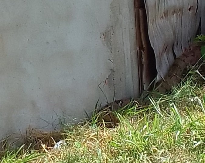 Cobra encontrada em condomínio na Ceilândia