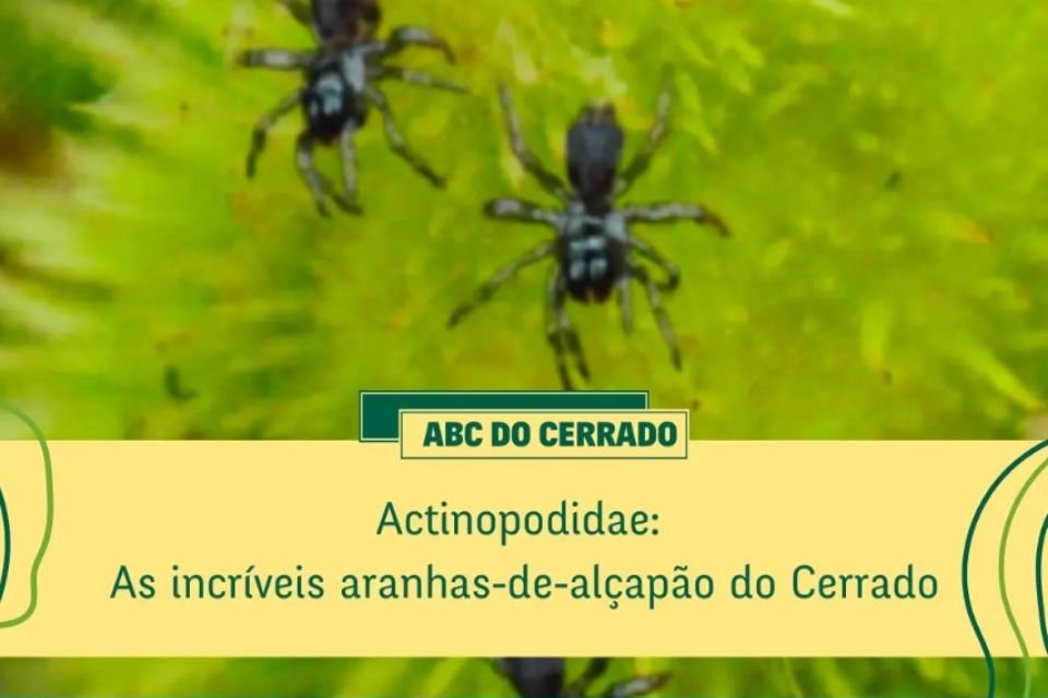 A Vida no Cerrado