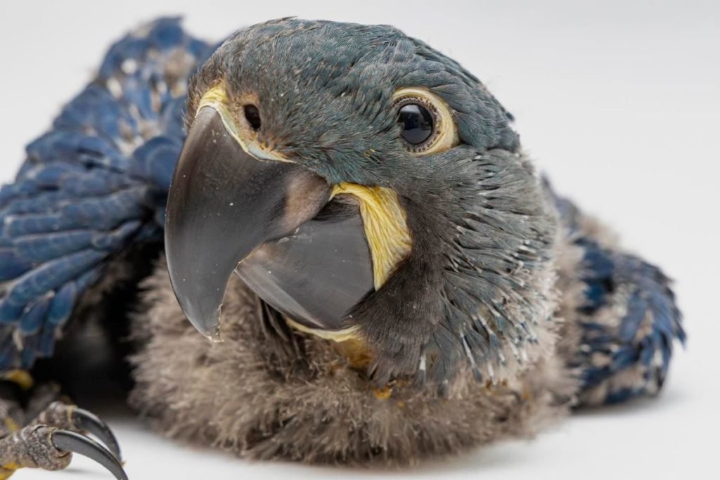 Arara-azul-de-lear nasce no Zoo de SP