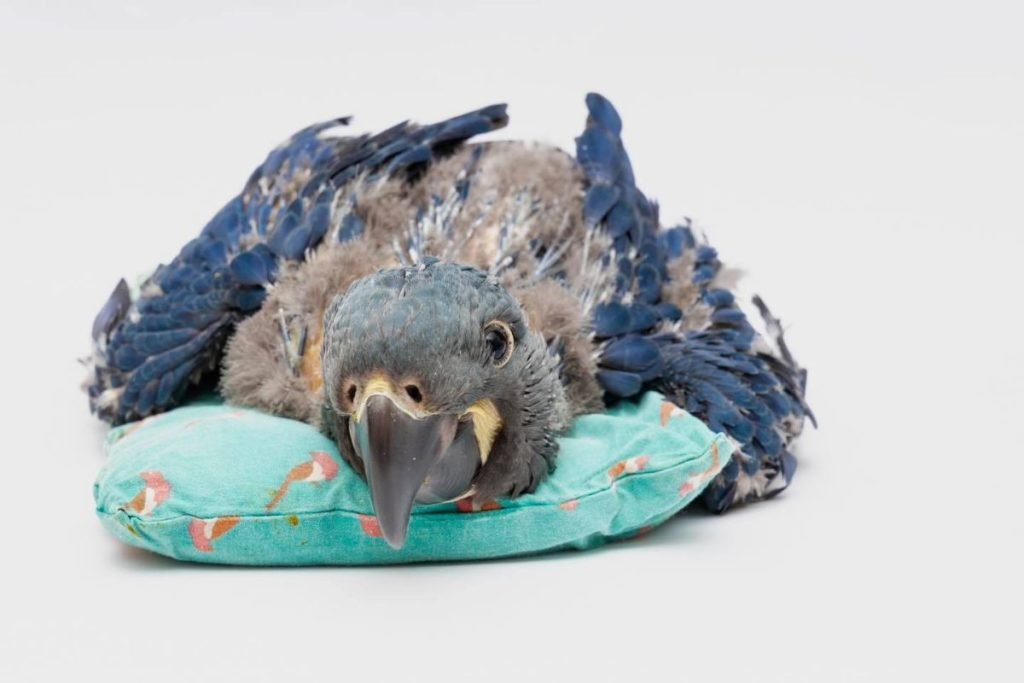 Arara-azul-de-lear nasce no Zoo de SP
