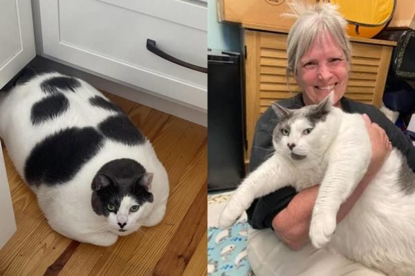 Na imagem, duas fotos de um gato acima do peso - Metrópoles