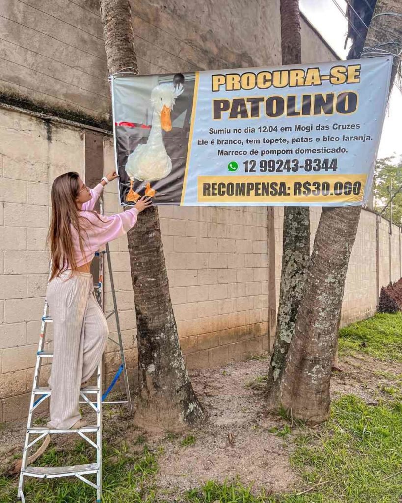 O animal da espécie marreco de pompom desapareceu, em 12/4