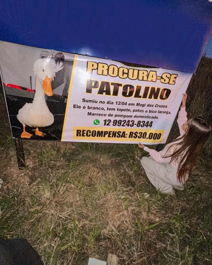 Influenciadora pede ajuda na internet e faz buscas na região pelo pato, que tem dois anos e foi domesticado