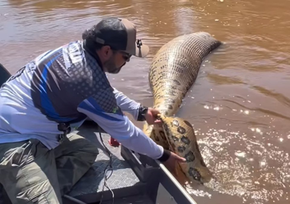 Morador flagra cobra 'pescando' em SC - Sulinfoco