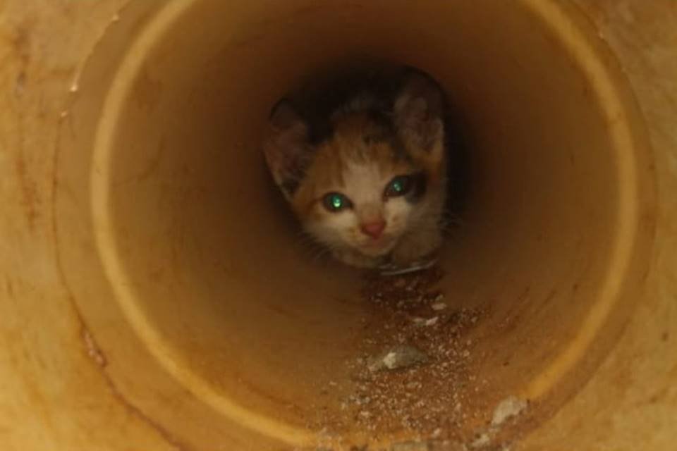 Imagem mostra filhote de gato que ficou preso a um encanamento e precisou ser resgatado - Metrópoles
