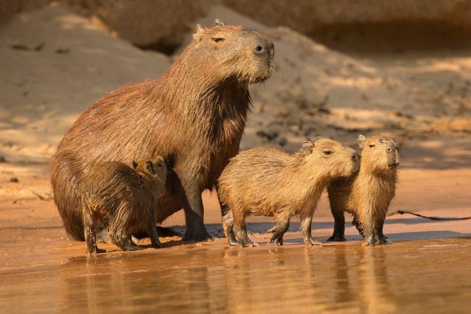 CRIAÇÃO DE ANIMAIS: Criação de Capivara