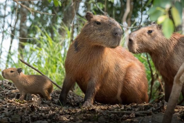 Capivara fofa em 2023  Capivara, Imagens de capivara, Fotos de capivara