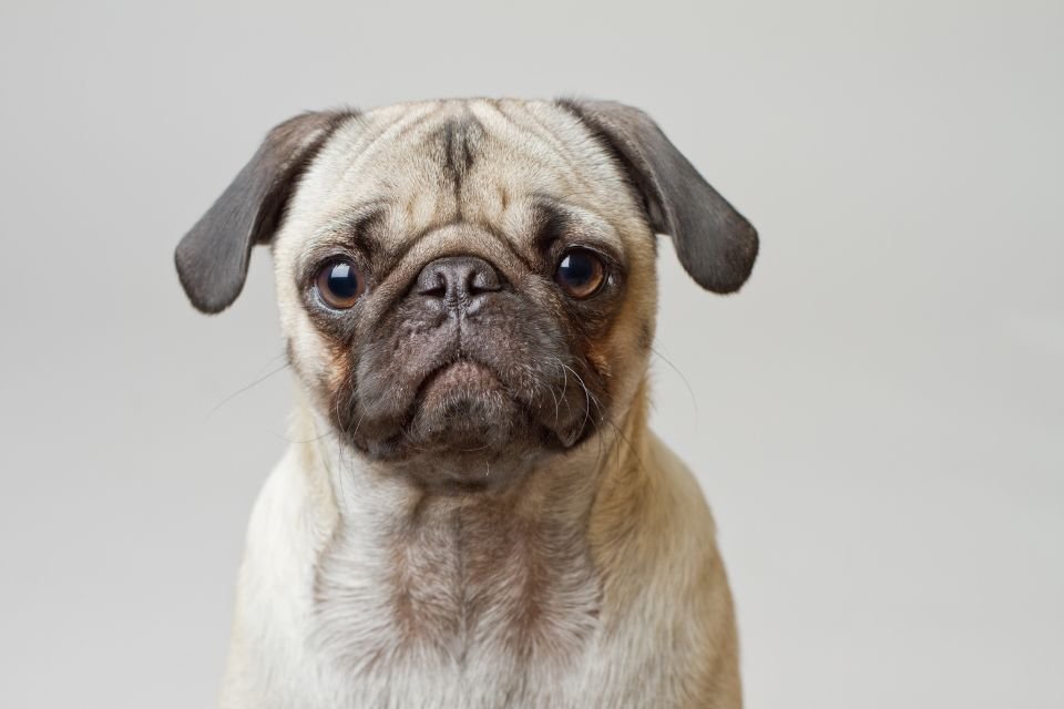 Pug