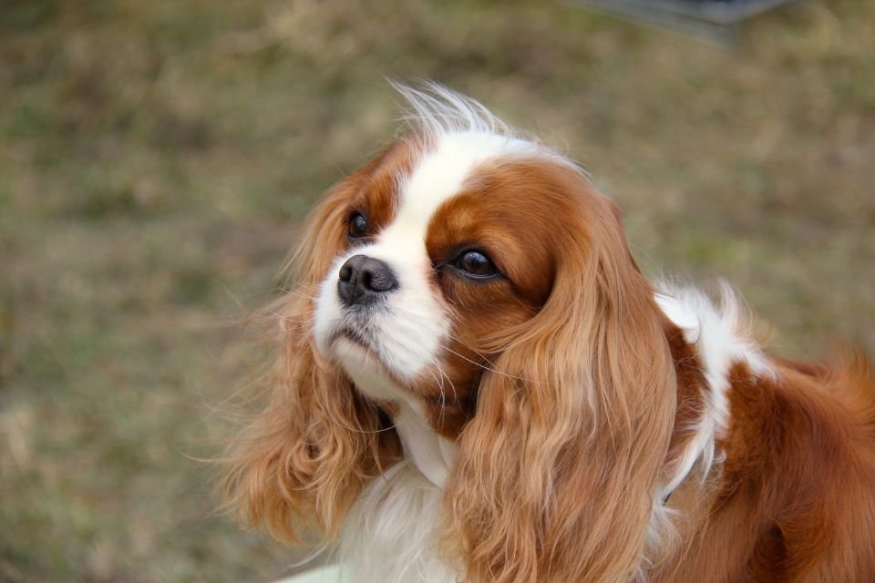 Cavalier King Charles Spaniel