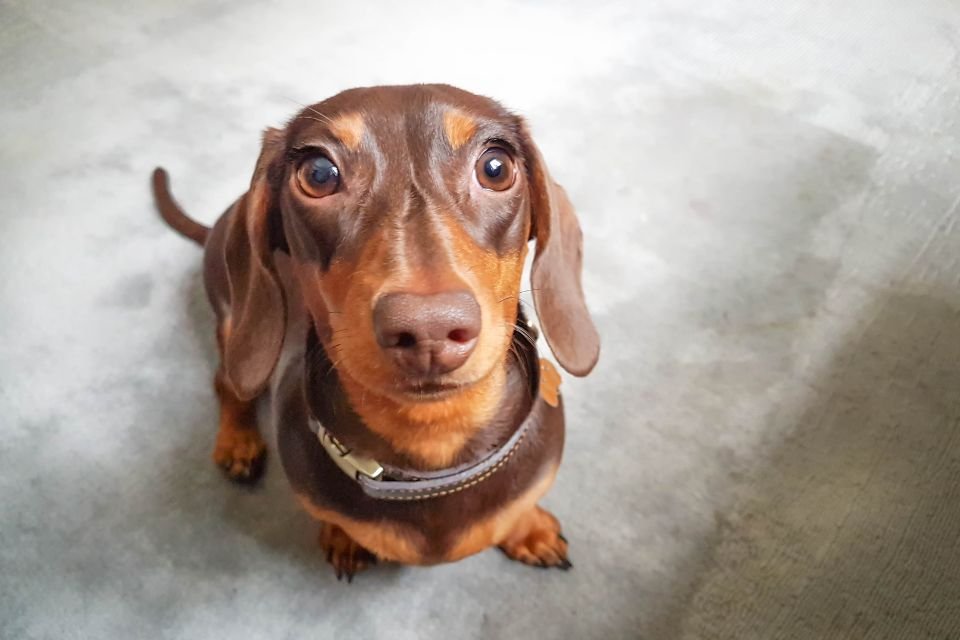Dachshunds