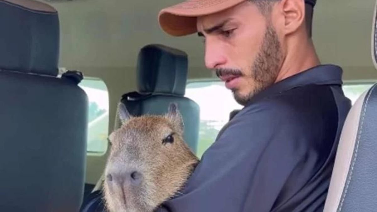 DEVOLUÇÃO DE CAPIVARA A INFLUENCER BUSCA BEM-ESTAR DE FILÓ, E NÃO