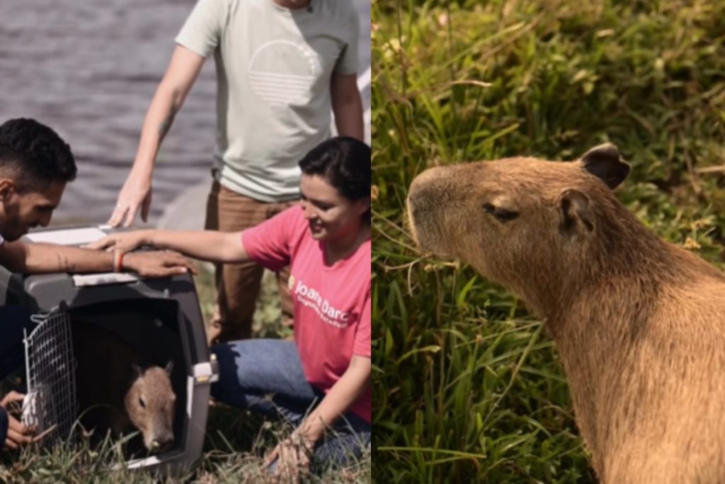 Capivara Filó é devolvida ao influenciador Agenor Tupinambá; veja