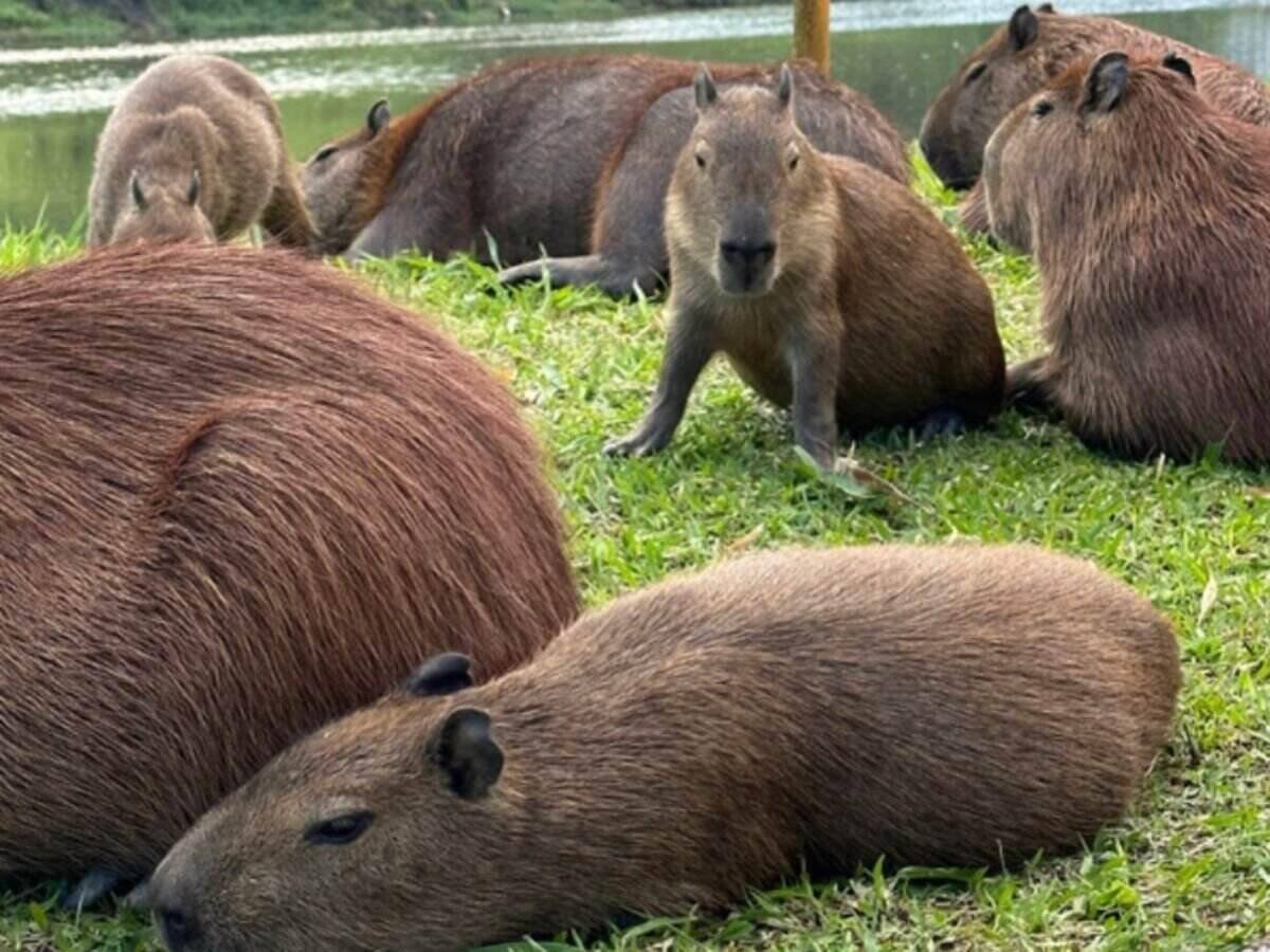 Cabeça de capivara fofa em estilo simples