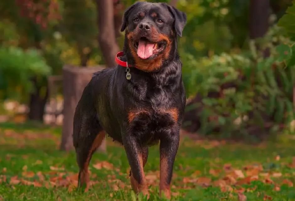 Doberman vs rottweiler: qual é o melhor cão de guarda?