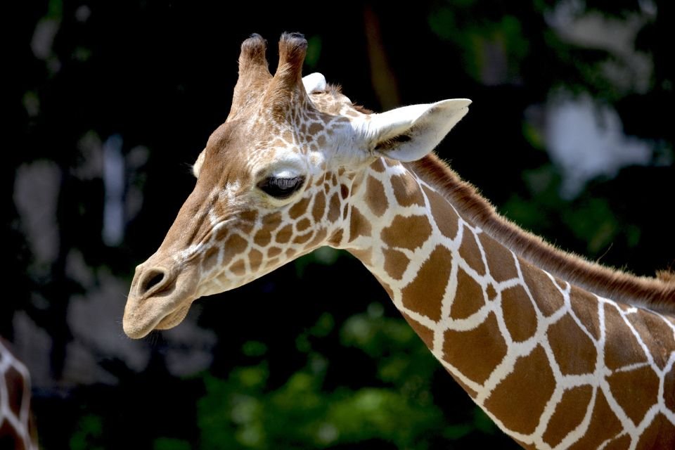 tall and smart!  Science discovers the remarkable ability of giraffes |  capital Cities