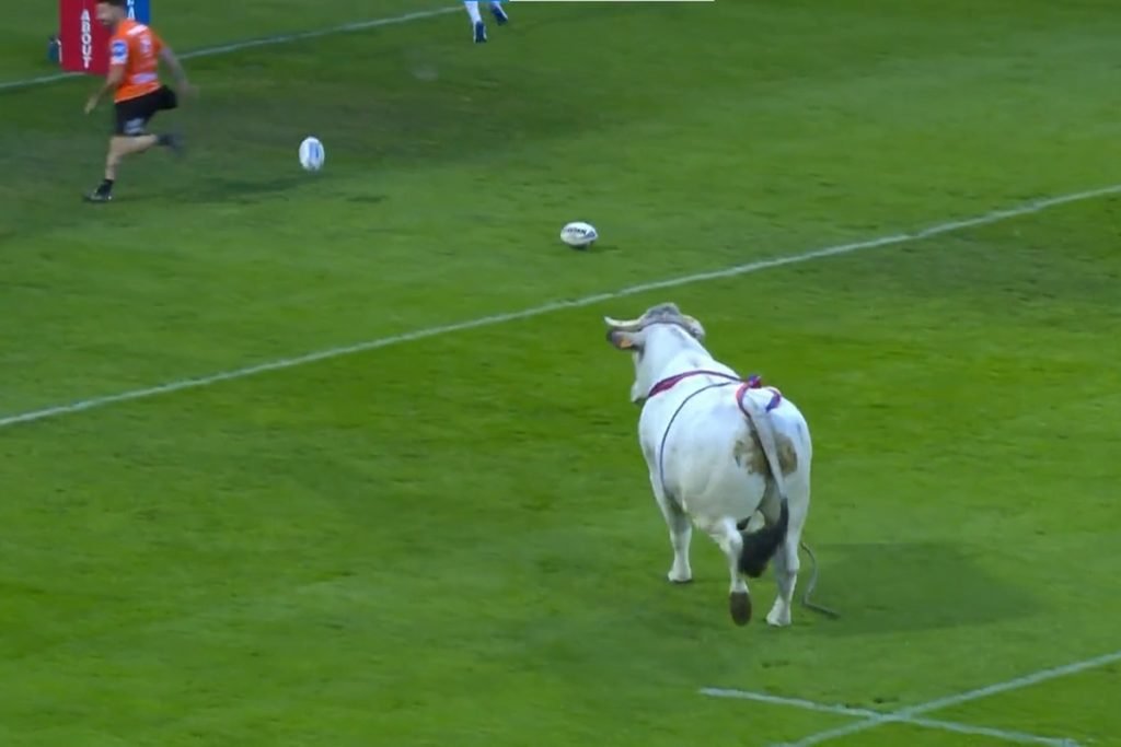 Gato invade campo e dá olé em seguranças no Campeonato Inglês - Fotos - R7  Futebol