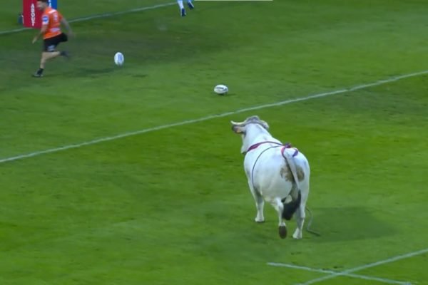 Parece mentira! Touro invade campo e bota jogadores para correr; veja vídeo