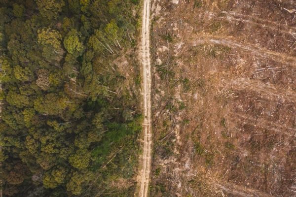 Inpe: desmatamento cai pela metade na Amazônia e sobe 43% no Cerrado