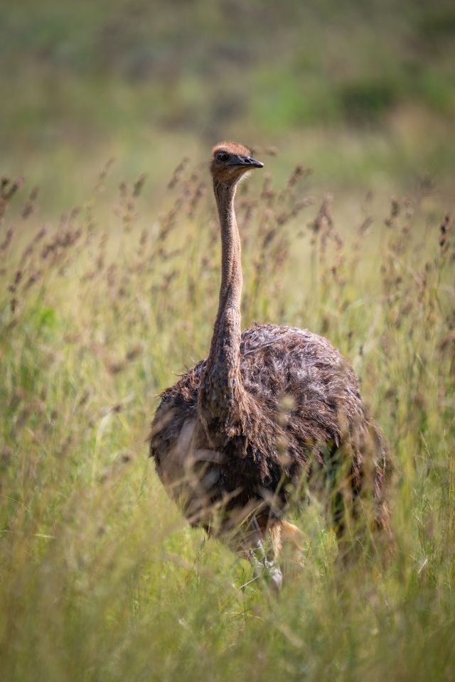 Avestruz-africana