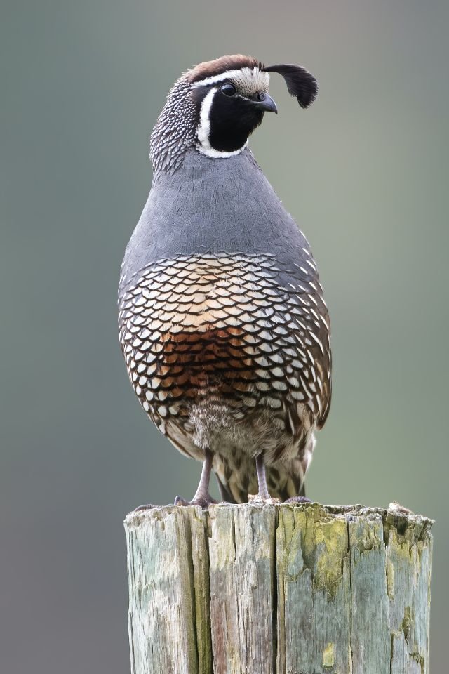 Codorna