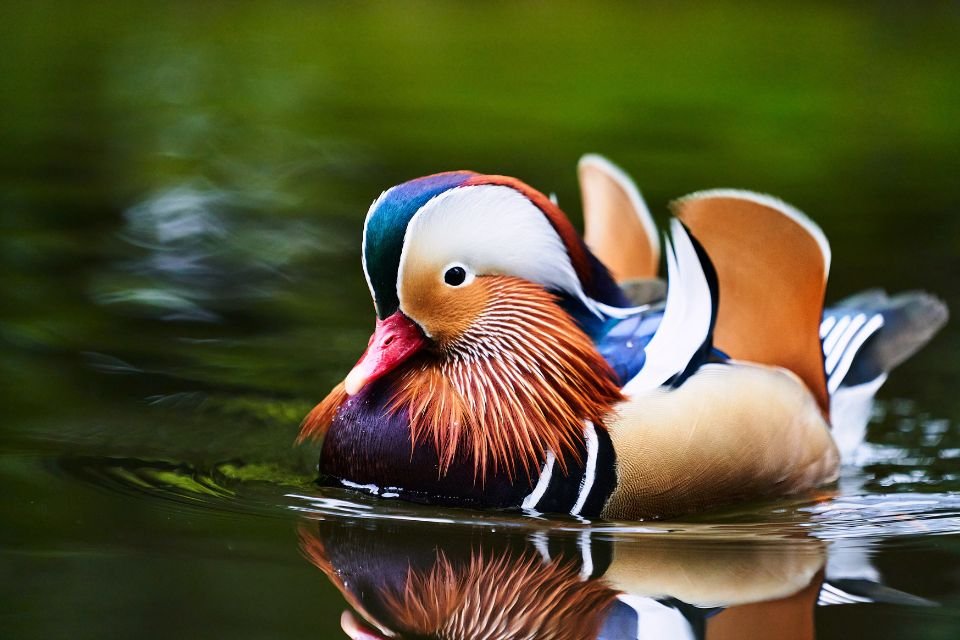 Pato-mandarim