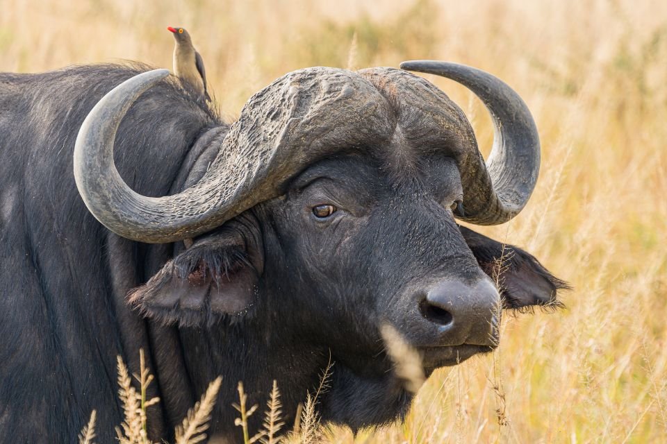 Búfalo