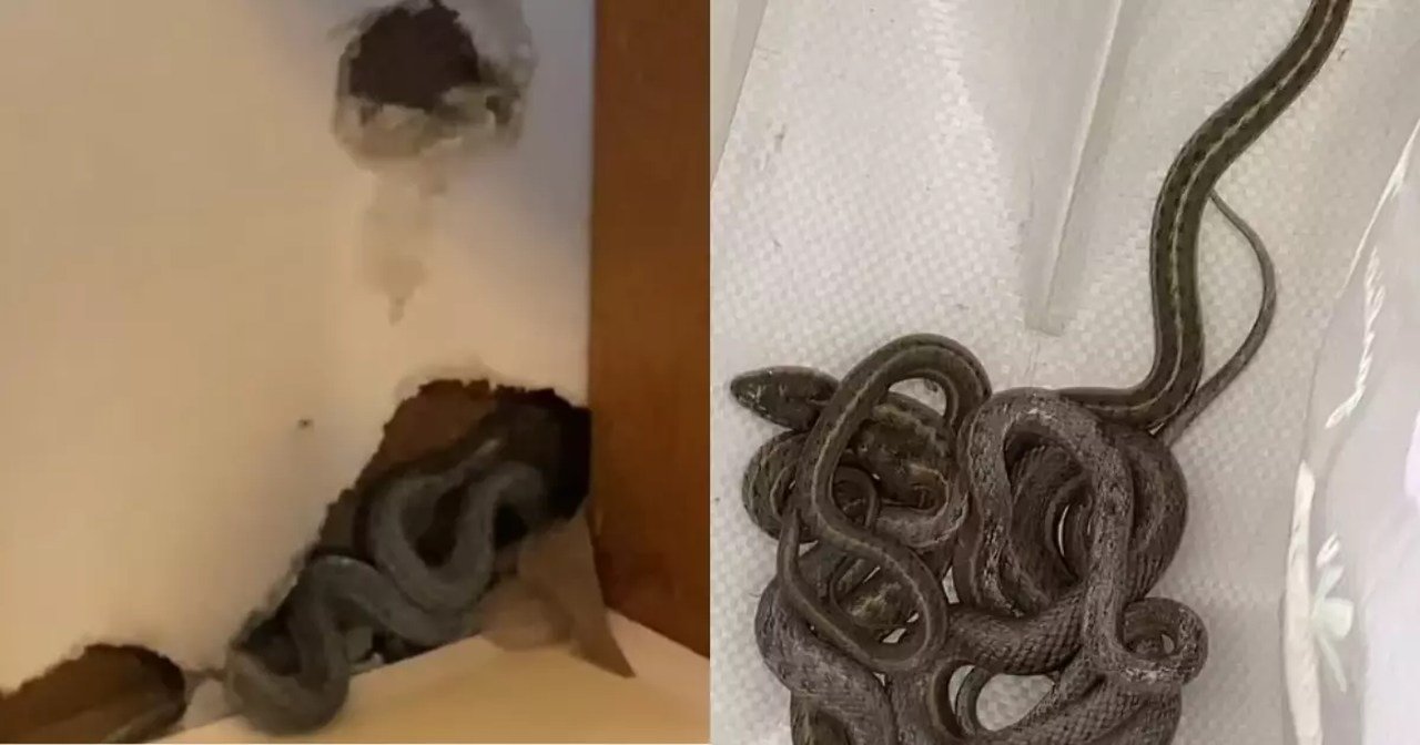 Cobras exóticas dos EUA são encontradas em casa no interior de SP