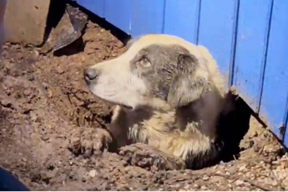 Brigada Animal - A cachorra da minha nora pegou essa vespa ontem 😬 Moro  na roça, mas nunca vi uma desse tamanho. Sei da importância dela no  ecossistema, elas se alimentam de